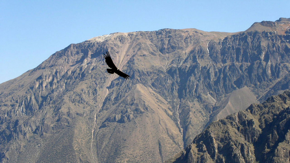 Peru Condor kreist über dem Colca Canyon