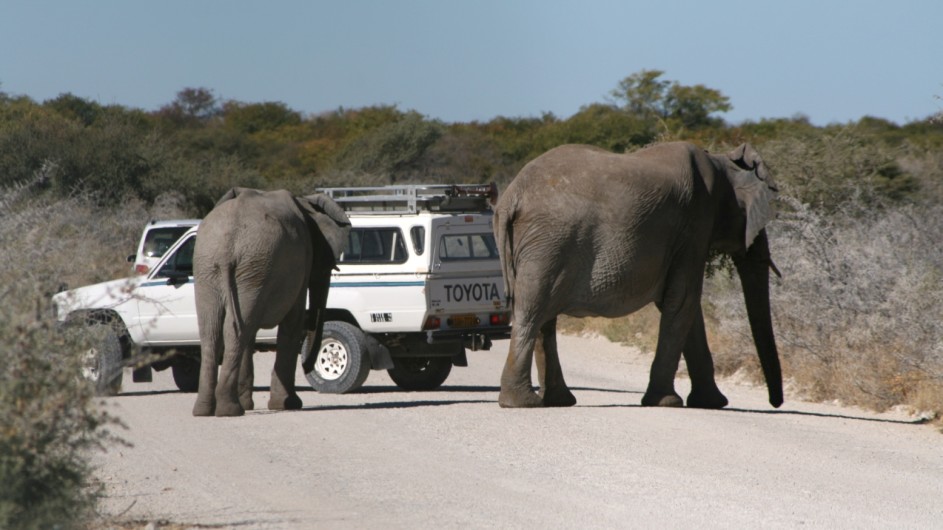 Namibia Etosha Nationalpark Elefanten auf der Straße