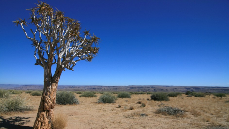 Namibia Köcherbaum