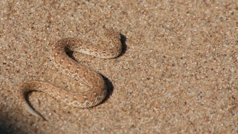Namibia Swakopmund Schlange Kleine Tiere ganz groß