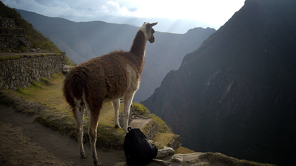 Peru - Lama am Machu Picchu