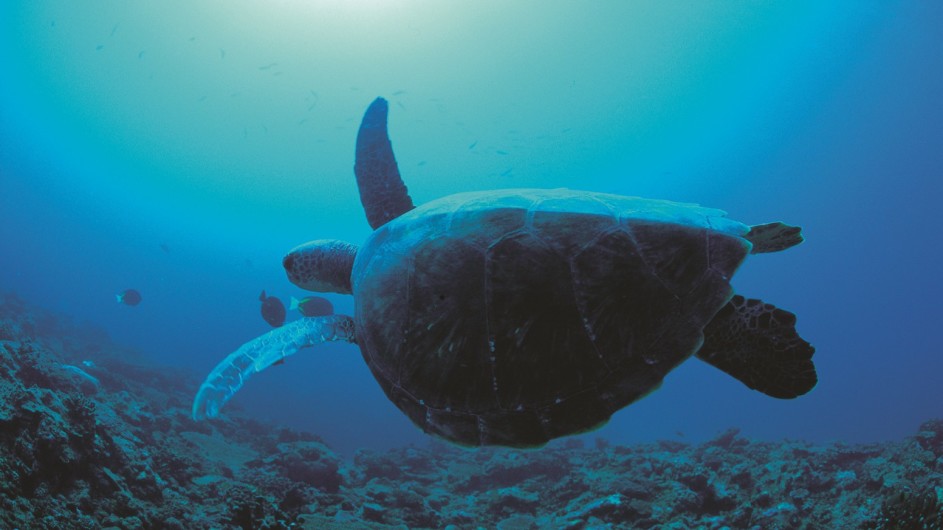 Australien Westaustralien Ningaloo Reef Schildkröte