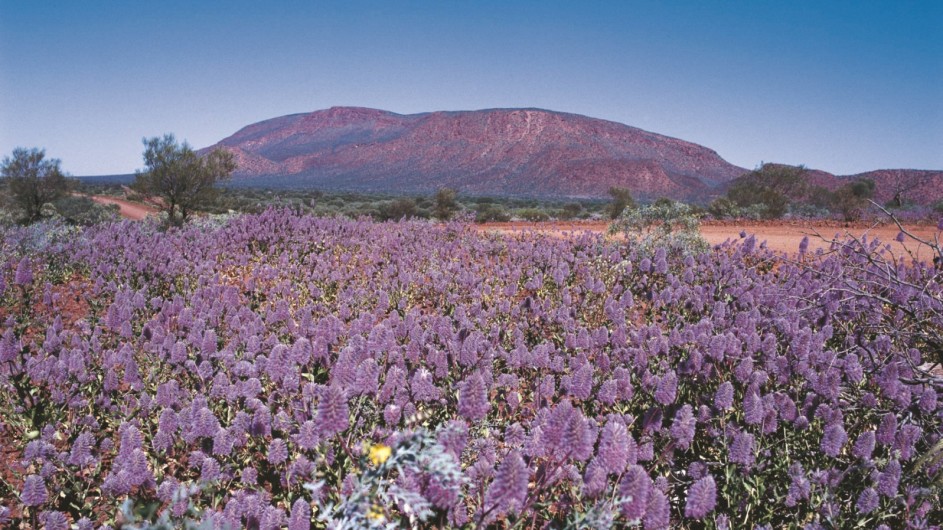 Australien Westaustralien Wildblumen vor Mount Augustus