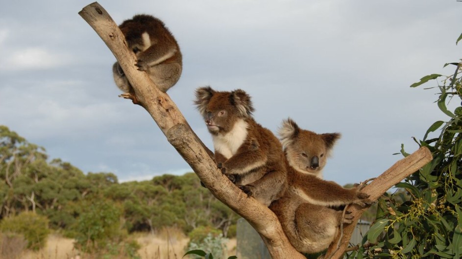 Australien Great Ocean Walk Koalas