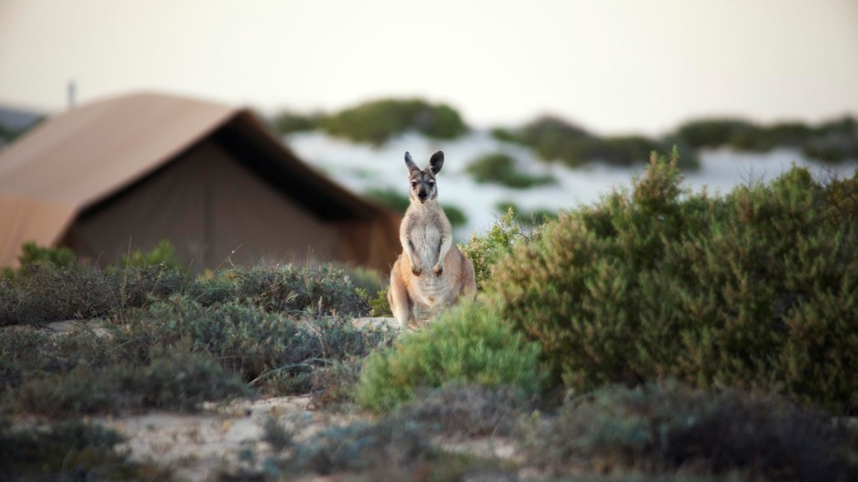 Australien Sal Salis Känguru im Camp