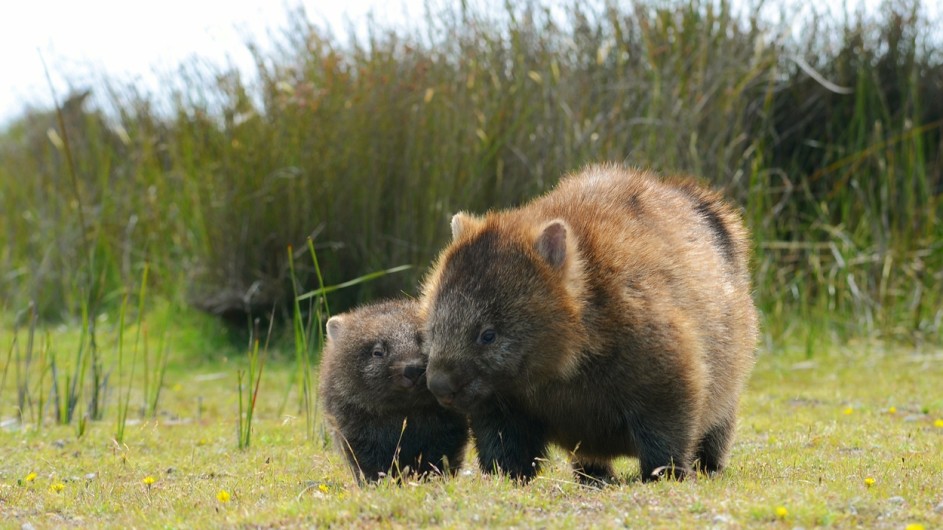 Australien Tasmanien Wombats