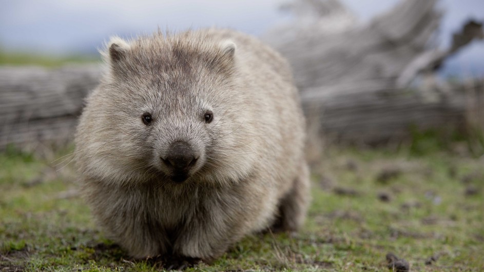 Australien Tasmanien Maria Island Wombat