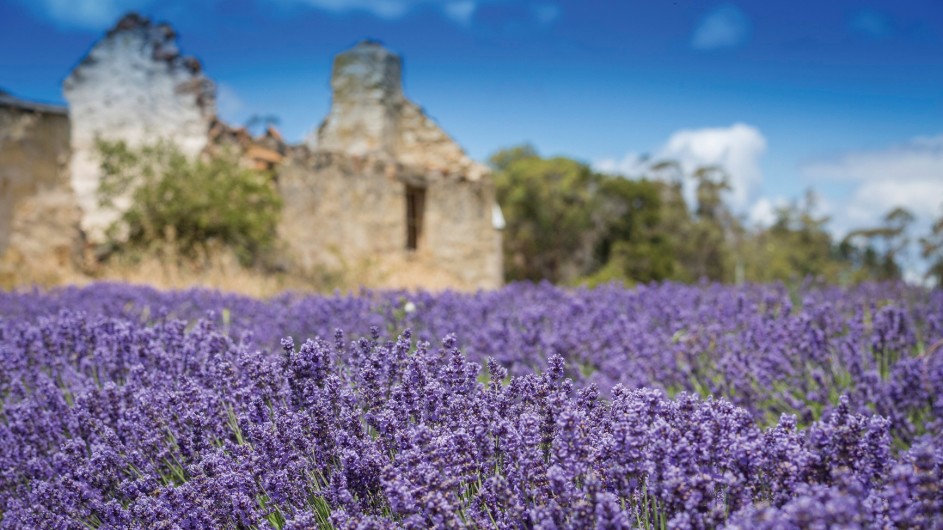 Australien Tasmanien Port Arthur Lavender