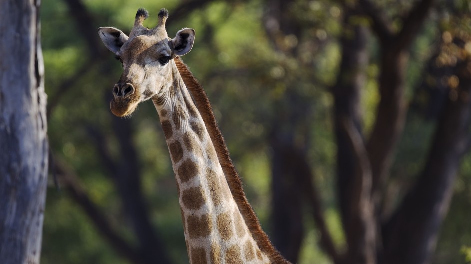 Botswana Moremi Game Reserve Camp Okuti Giraffe