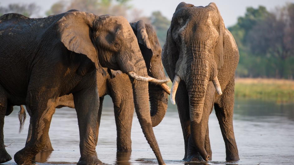 Botswana Sundway Safaris Elefanten im Moremi Game Reserve