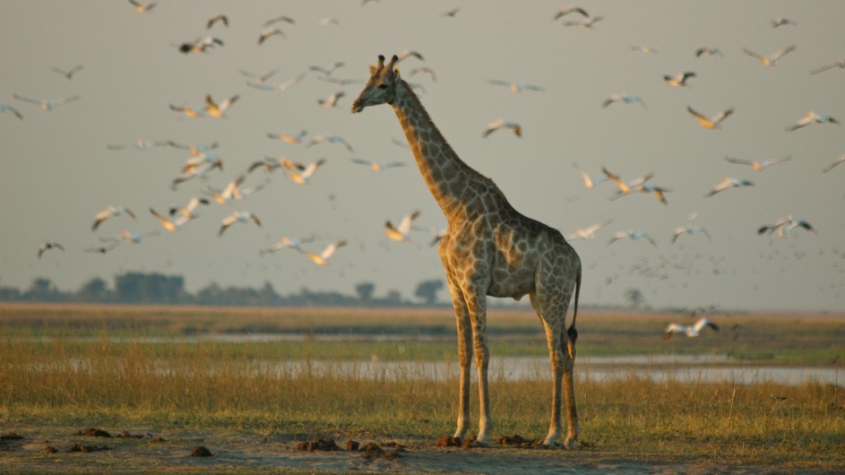 Botswana Sunway Safaris Giraffe im Chobe Nationalpark