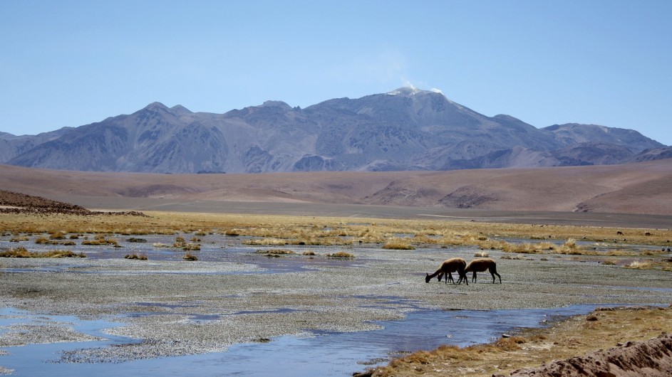 Chile Atacama Wüste Lamas