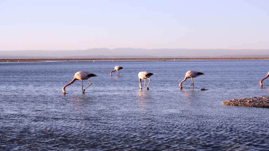 Chile Atacama Wüste Flamingos im Salzsee