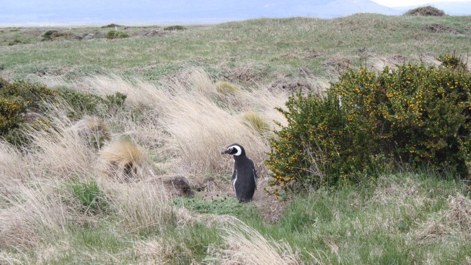 Chile Patagonien Otway Sound Pinguin