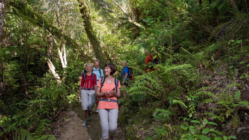 Neuseeland Abel Tasman Nationalpark Regenwaldwanderung