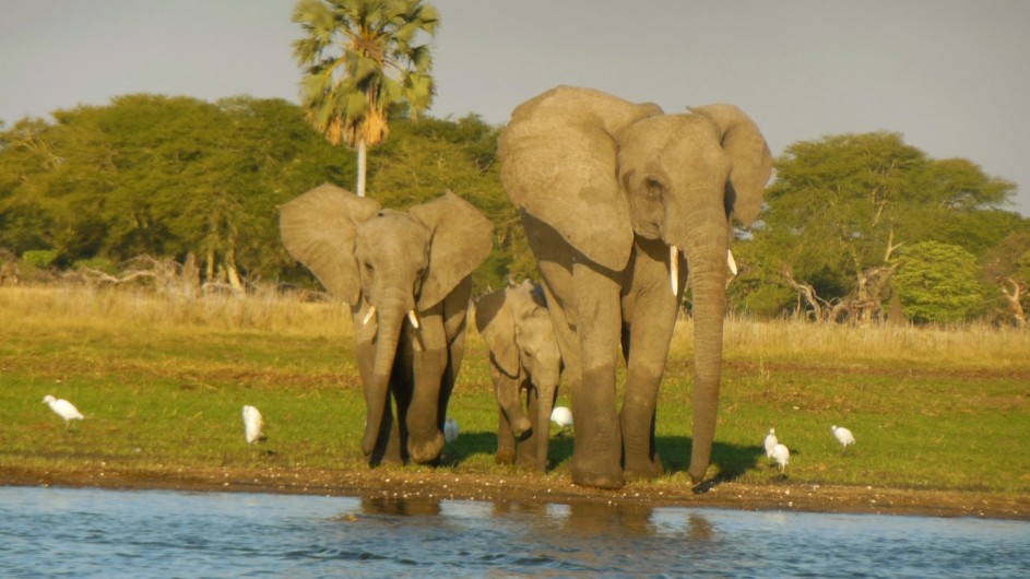 Malawi Liwonde NP Elefanten