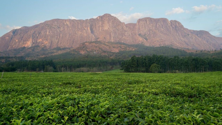 Malawi Mulanje Berge mit Teeplantage