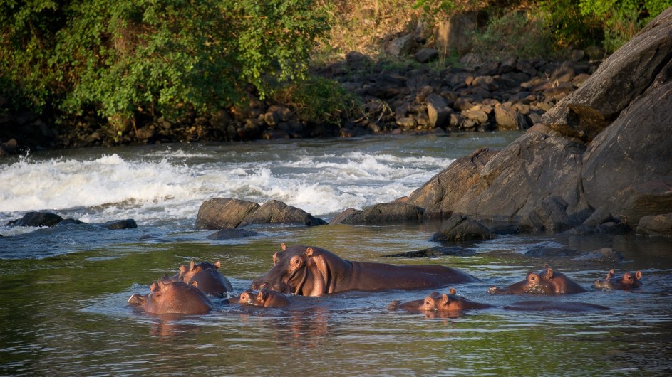 Malawi Mkulumadzi Lodge Nilpferde im Majete Wildreservat