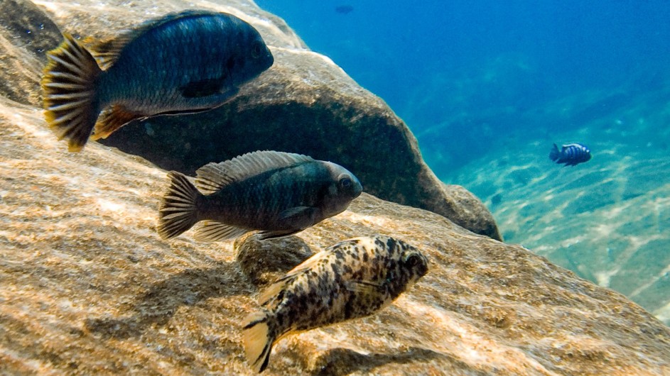 Malawi Pumulani Fische im Lake Malawi