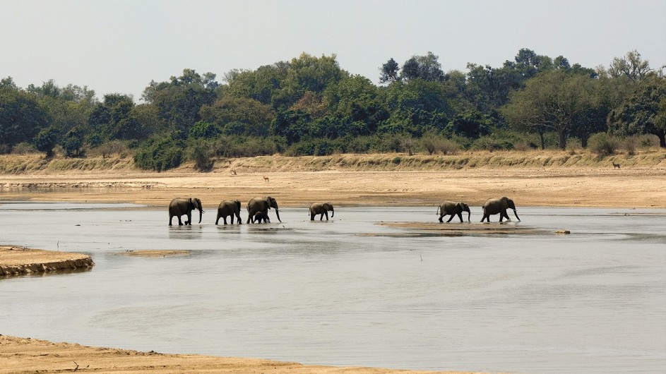 Zambia Elefanten