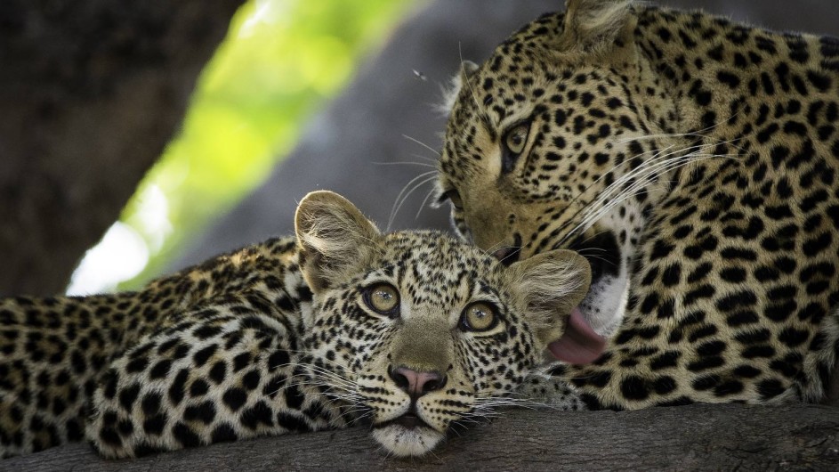 Zambia Leoparden