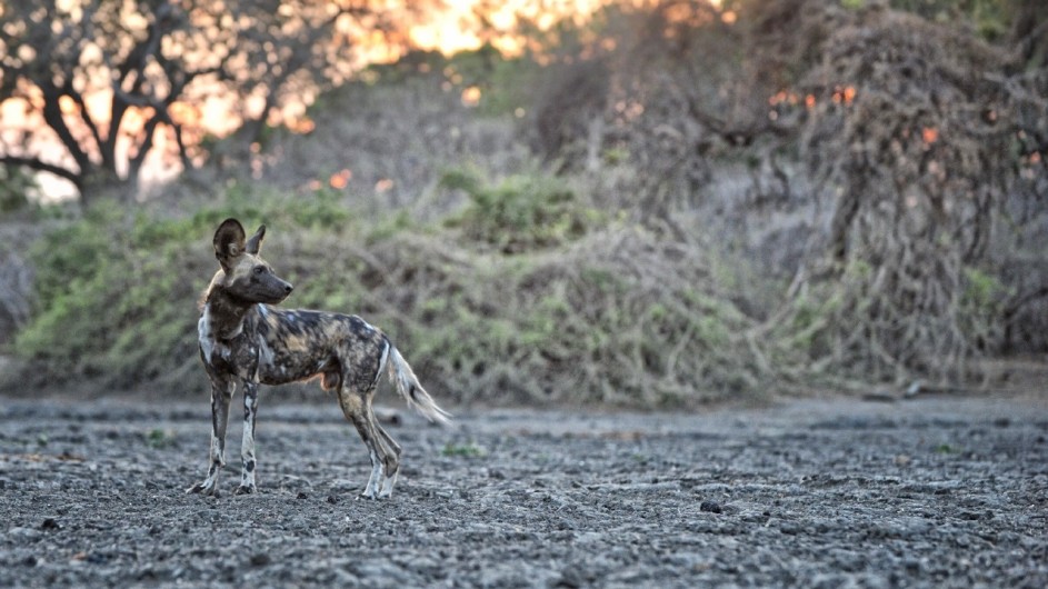 Zimbabwe Kanga Camp Wildhund