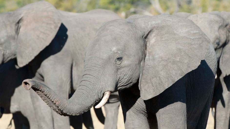 Zimbabwe Hwange Safari Lodge Elefanten