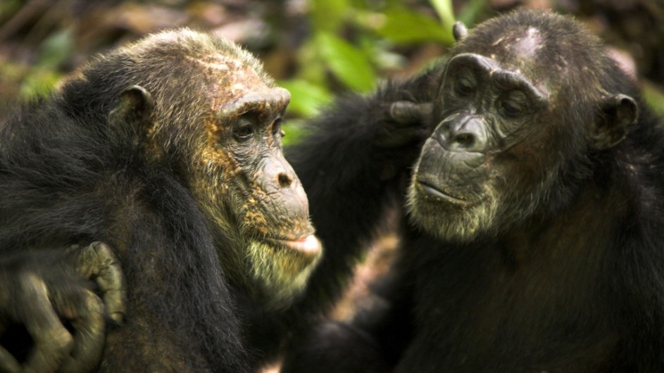 Tanzania Greystoke Mahale Lodge Chimpansen