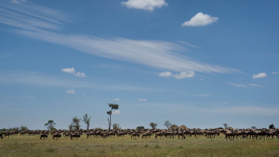 Tanzania Serengeti Asilia Lodges Gnus