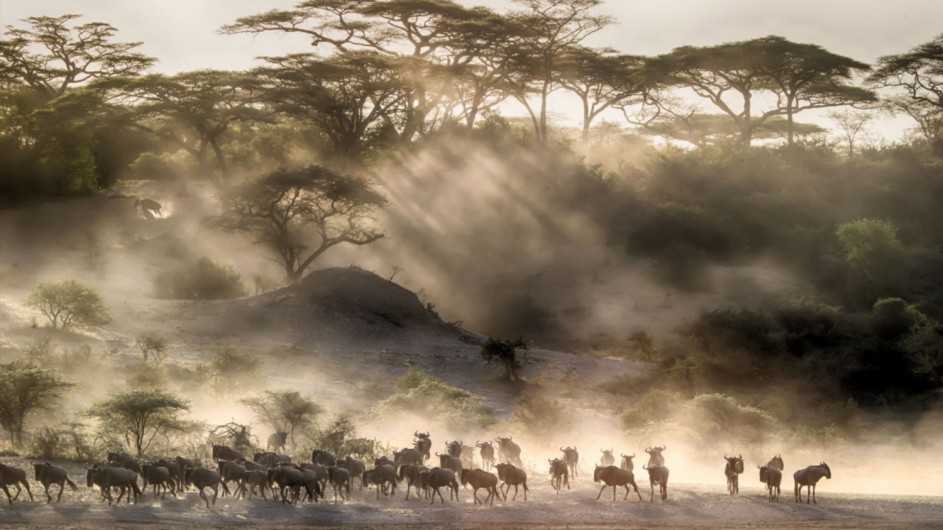 Tanzania Serengeti Kleins Camp Mirgation