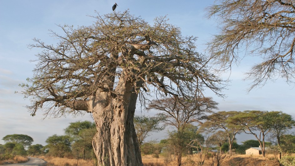 Tanzania Experience Baobab