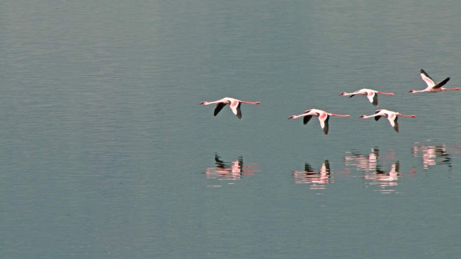 Tanzania Experience Flamingos