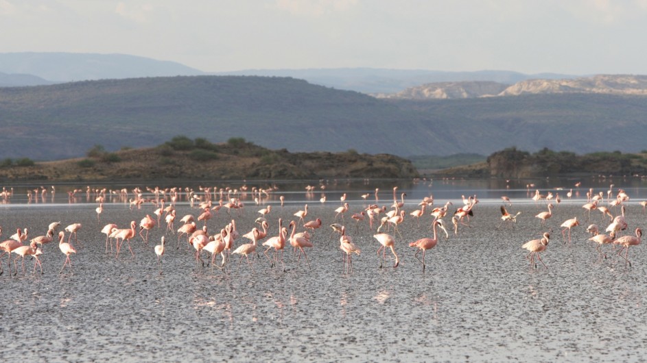 Tanzania Flamingos