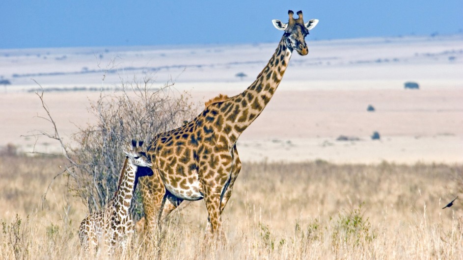 TAnzania Experience Giraffen