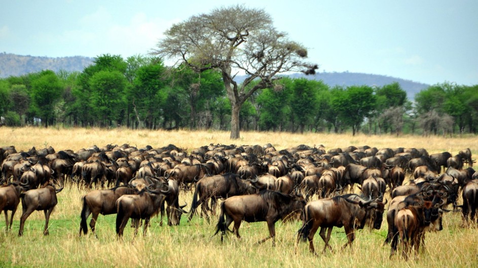 Tanzania Experience Miragtion Serengeti