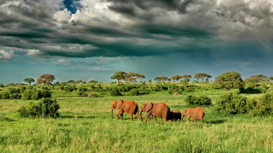 Tanzania Tarangiere Nationalpark Asilia Lodges Elefanten