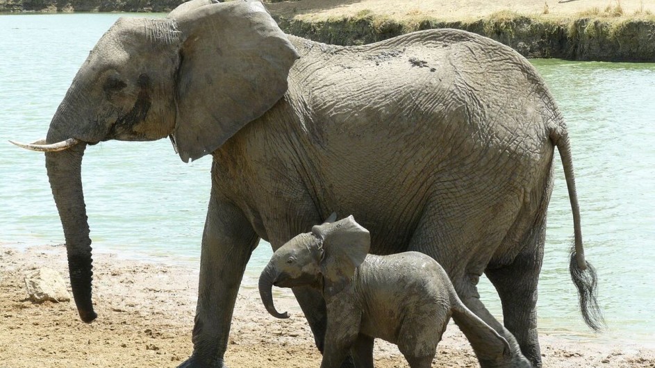 Tanzania Elefant mit Baby