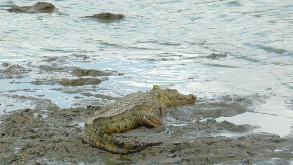 Tanzania Ruaha Nationalpark Krokodil