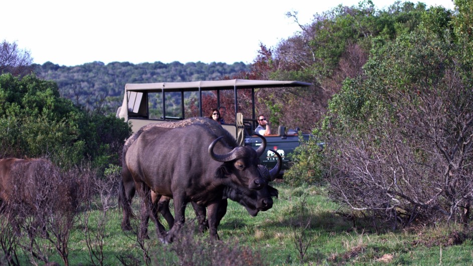 Südafrika Sibuya Game Reserve Pirschfahrt