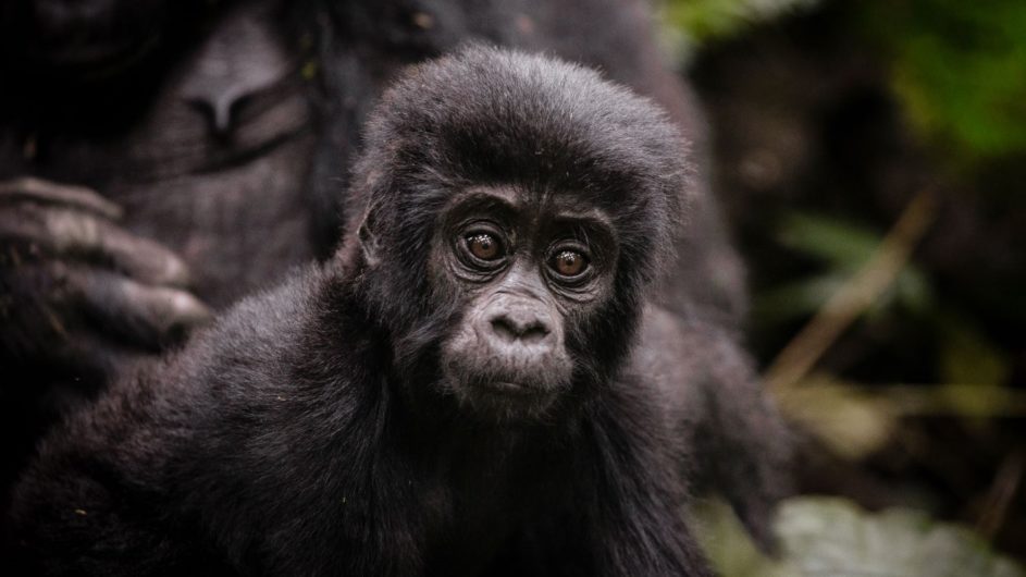 Uganda - Sanctuary Forest Lodge - Gorilla Baby