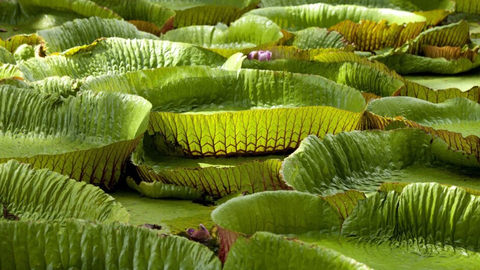 Mauritius - Landschaft - Pamplebousses Garden - Seerosen - c Tourism Mauritius